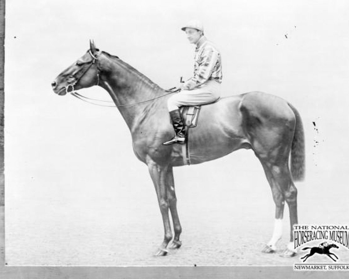 stallion Bachelor's Button xx (Thoroughbred, 1899, from Winkfield xx)