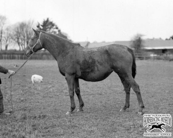 broodmare Athasi xx (Thoroughbred, 1917, from Farasi xx)