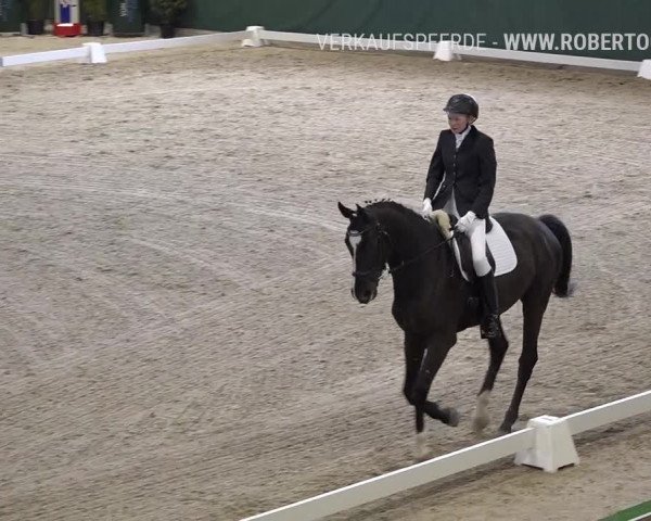 Reitturnier Dielsdorf, Horsepark 2019