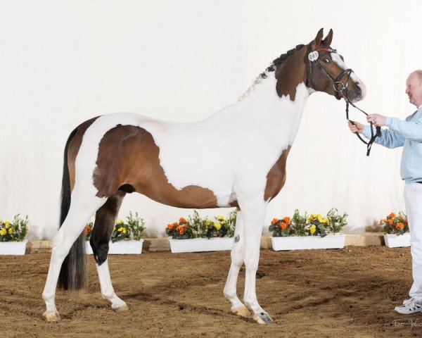 horse Söl'rings Chardonnay (Pinto / Small Riding Horse, 2009, from FS Champion de Luxe)