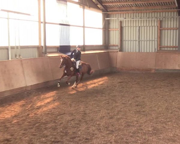 Reitturnier Damp-Dorotheental 2019
