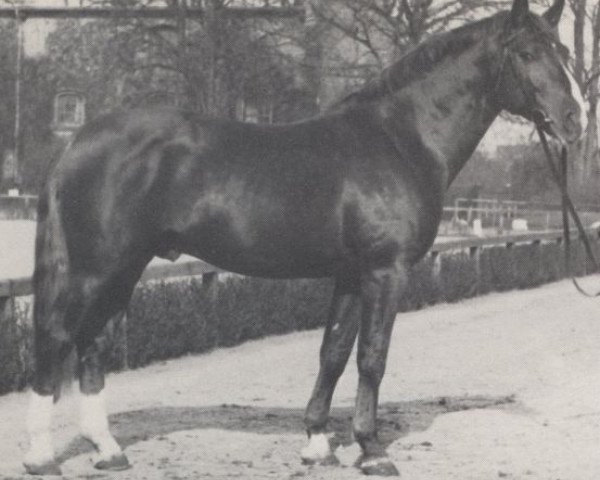 stallion Dolorit (Westphalian, 1962, from Doktor)