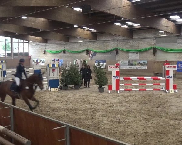 Reitturnier Leverkusen-Rheindorf 2019