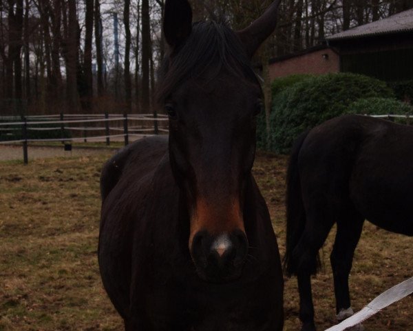 Dressurpferd Ruby R (Oldenburger, 2007, von Rubin Royal OLD)