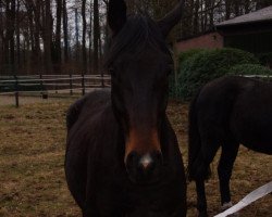 Dressurpferd Ruby R (Oldenburger, 2007, von Rubin Royal OLD)