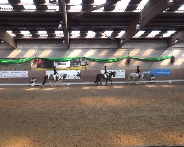 Reitturnier Leverkusen-Rheindorf 2019