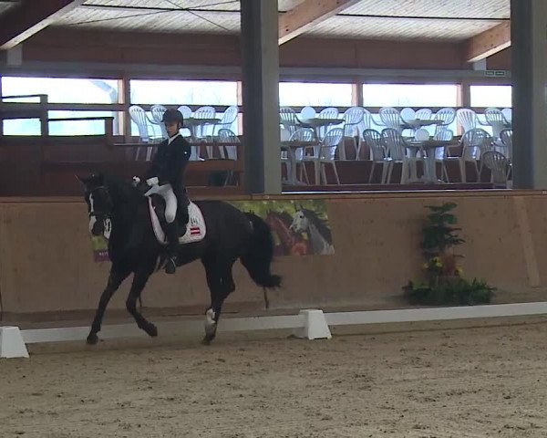 FEI Reitturnier Wiener Neustadt (AUT) 2019