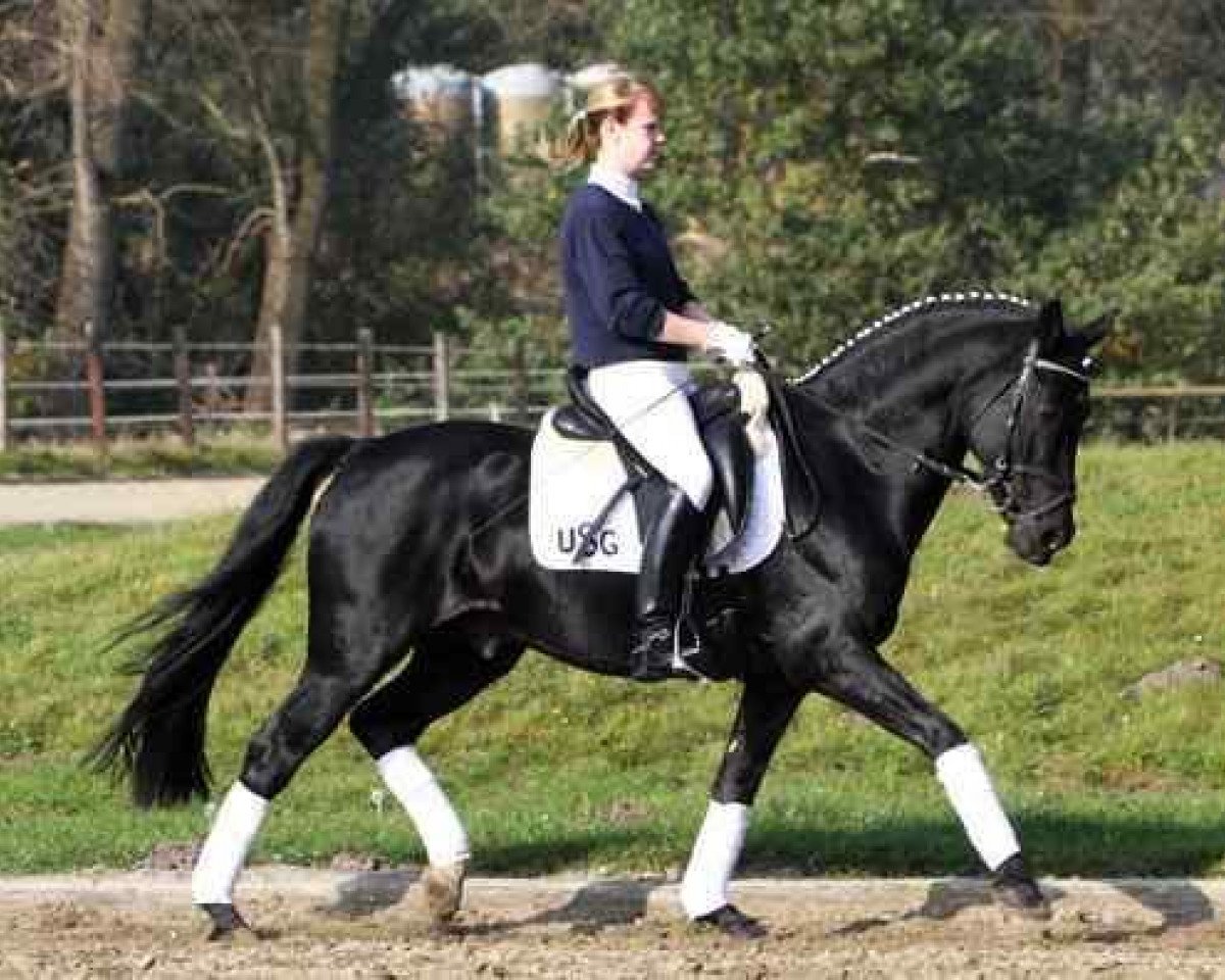 stallion FS Pour l'Amour (Rhinelander, 1994, from FS Picasso)