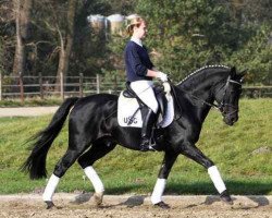 stallion FS Pour l'Amour (Rhinelander, 1994, from FS Picasso)