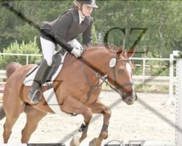 Springpferd Hendrix 6 (Deutsches Reitpferd, 2004, von Higgins)