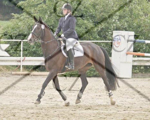 Springpferd Dewina 12 (Westfale, 1998, von Dimension)