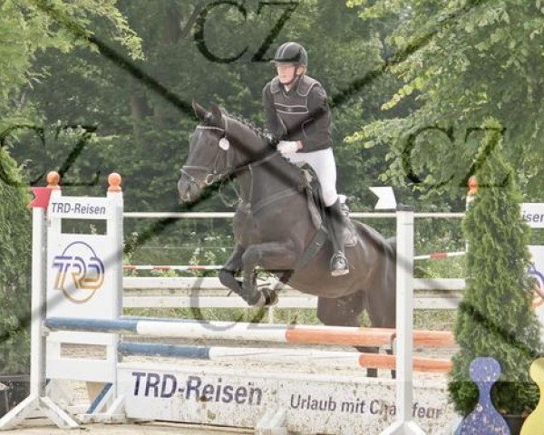 jumper Contino 22 (Oldenburg, 2000, from Concetto I)