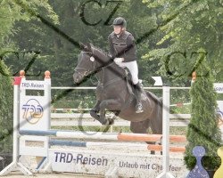 jumper Contino 22 (Oldenburg, 2000, from Concetto I)