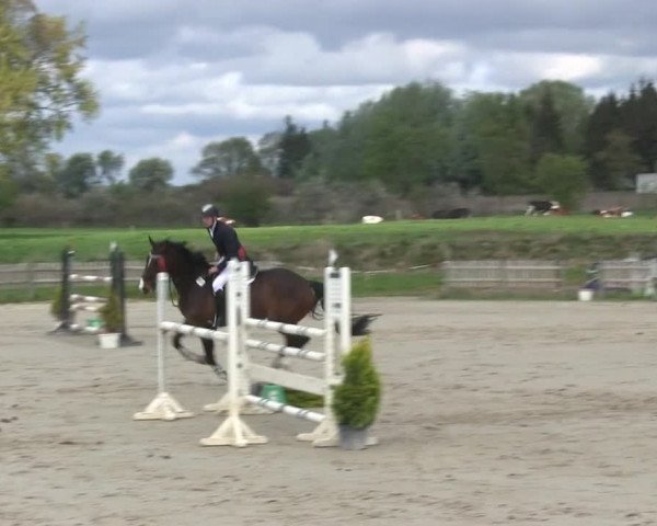Reitturnier Schülp / Rendsburg 2019