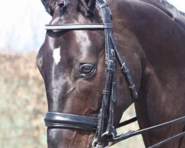 dressage horse Rialto 97 (Hanoverian, 2002, from Rotspon)