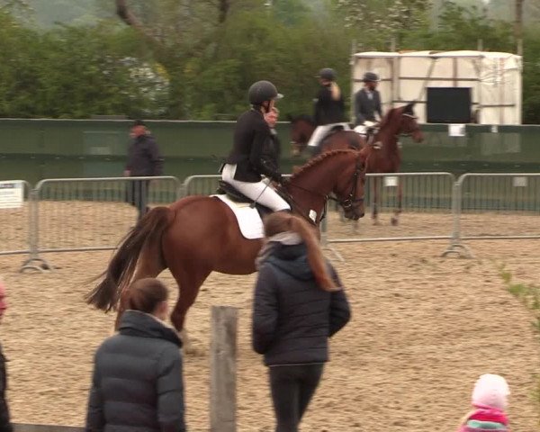Reitturnier Langwedel - Hagen - Grinden 2019