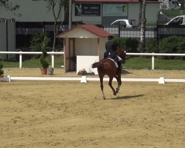 Reitturnier Wiesbaden-Erbenheim 2019