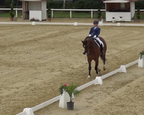 Reitturnier Wiesbaden-Erbenheim 2019