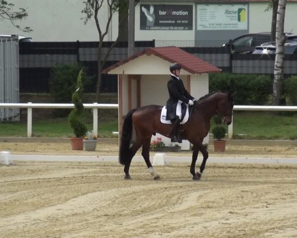 Reitturnier Wiesbaden-Erbenheim 2019
