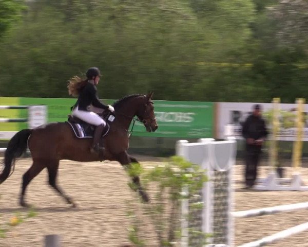 Reitturnier Langwedel - Hagen - Grinden 2019