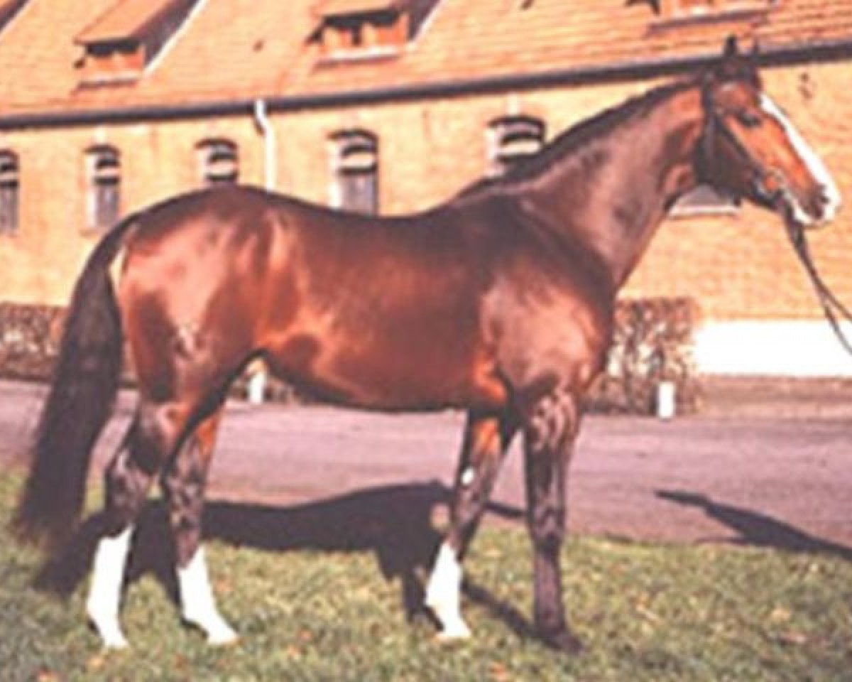 dressage horse Derrik (Hanoverian, 1976, from Darling)