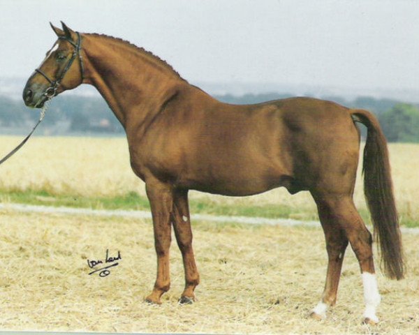 Deckhengst Flamingo (Schwedisches Warmblut, 1969, von Urbino)
