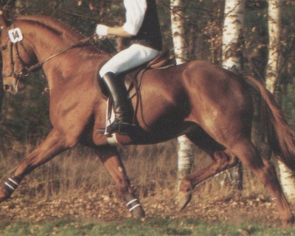 stallion Borneo (Hanoverian, 1987, from Bolero)