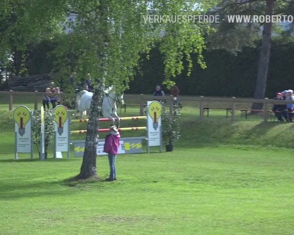 Reitturnier Uster 2019