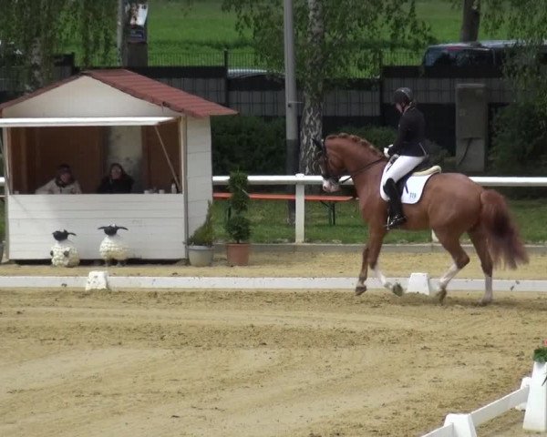 Reitturnier Wiesbaden-Erbenheim 2019