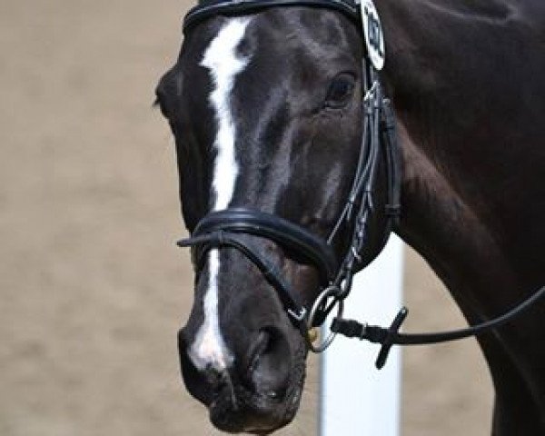 dressage horse Fantast 257 (Hanoverian, 1997, from Falkland)