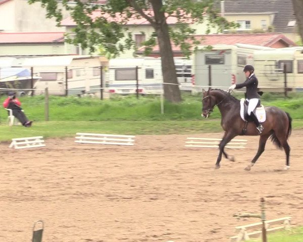 Reitturnier Dallgow 2019