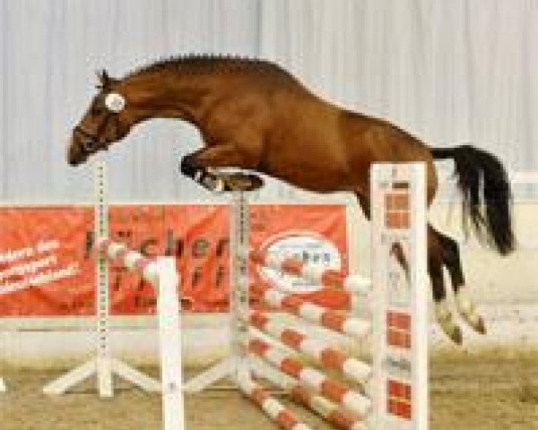 stallion Hilkens Crown Prince (German Riding Pony, 2009, from FS Champion de Luxe)