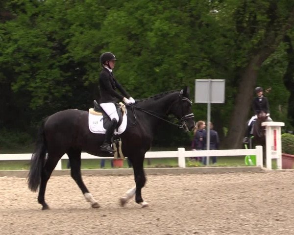 Reitturnier Meppen 2019