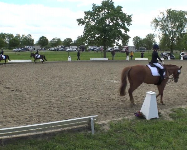 Reitturnier Ahlen 2019