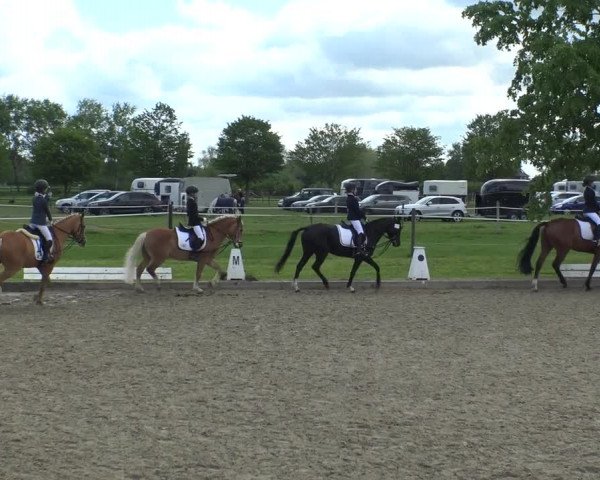 Reitturnier Ahlen 2019