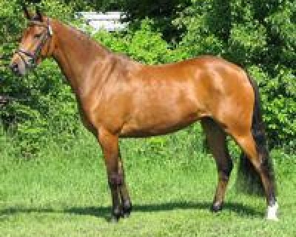 broodmare Hilkens May Angel (German Riding Pony, 2003, from Arts-Dancer-Boy)