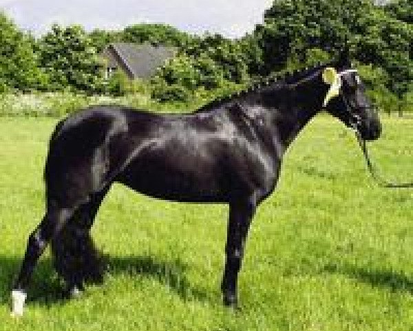 broodmare Syrah 4 (German Riding Pony, 1998, from Morbidelli)