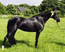 broodmare Syrah 4 (German Riding Pony, 1998, from Morbidelli)