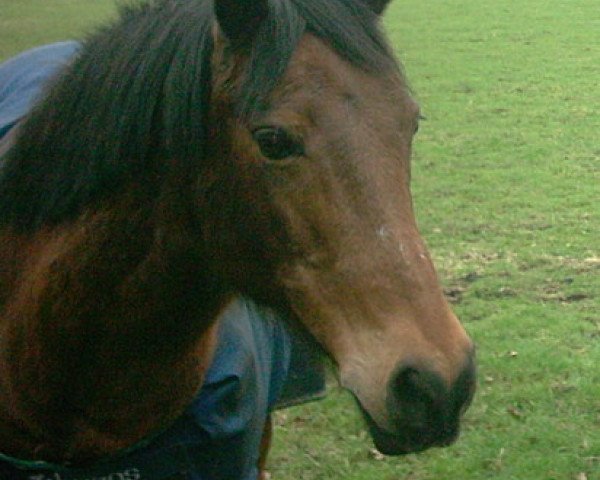 horse Felix (German Riding Pony, 1985, from Fabian) horse Felix (German Riding Pony, 1985, from Fabian)