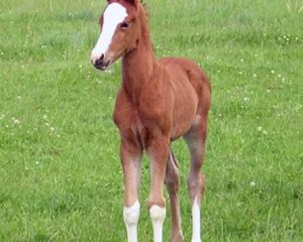 horse Oakland's Saphira (German Riding Pony, 2005, from FS Don't Worry)