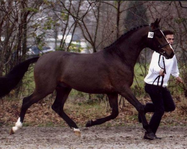 stallion FS Harry Potter (German Riding Pony, 2000, from FS Don't Worry)