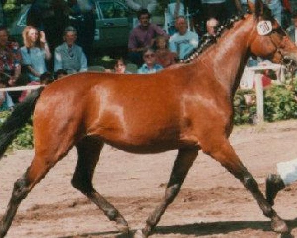 broodmare Devina (German Riding Pony, 1991, from Derbino)