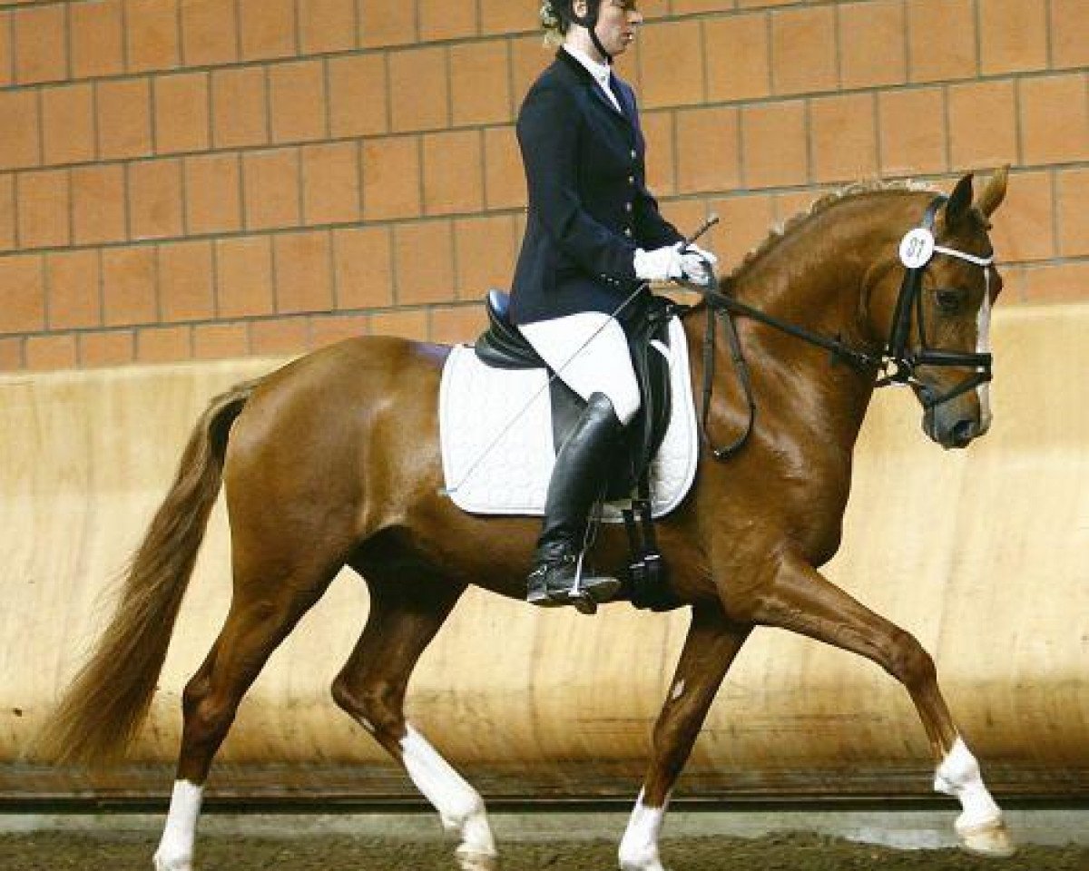 Dressurhest Mac Dreamy (Tysk ridepony, 2006, fra FS Don't Worry) - Mac Dreamy Riding Pony