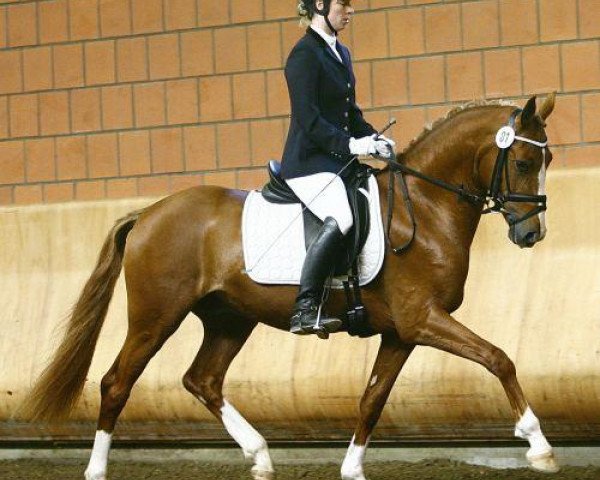 dressage horse Mac Dreamy (German Riding Pony, 2006, from FS Don't Worry) dressage horse Mac Dreamy (German Riding Pony, 2006, from FS Don't Worry)