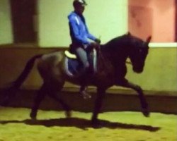 dressage horse Sandro Star 12 (Hanoverian, 2008, from Sandro Hit)