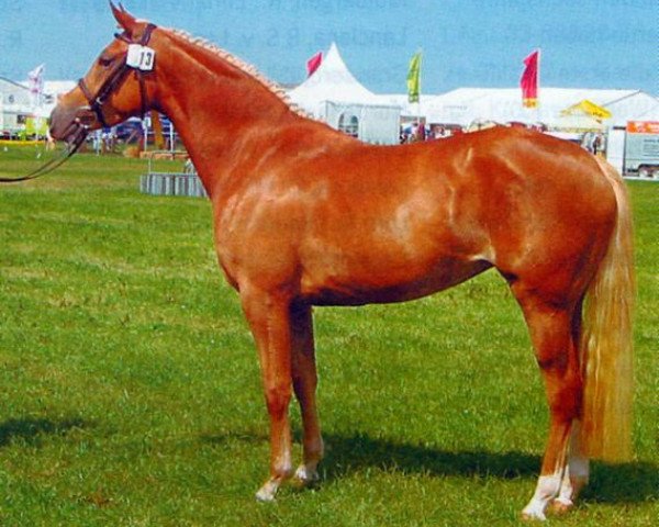 Zuchtstute Birkenhain Golden Dabea (Deutsches Reitpony, 2000, von Golden Dasher)