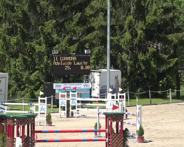 Reitturnier Fehraltorf 2019