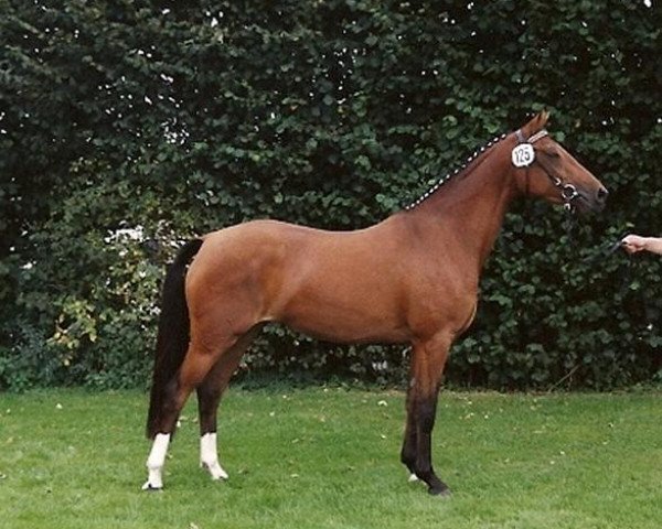 broodmare Charissa (German Riding Pony, 1999, from FS Cocky Dundee) broodmare Charissa (German Riding Pony, 1999, from FS Cocky Dundee)