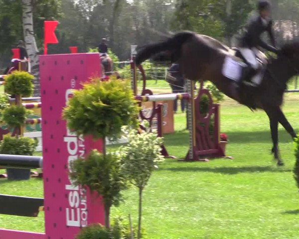 Reitturnier Hille 2019