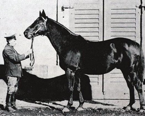 stallion Irrlehrer (Trakehner, 1905, from Perfectionist xx) stallion Irrlehrer (Trakehner, 1905, from Perfectionist xx)